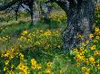 Arrowleaf Balsamroot And Oak Trees, Oregon, Usa by Julie Eggers Limited Edition Print