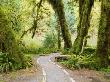 Olympic National Park, Hiking Trail Through The Hall Of Mosses With Spring Green, , Washington, Usa by Terry Eggers Limited Edition Print