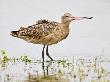 Marbled Godwit In Salt Marsh, Rockport, Texas, Usa by Larry Ditto Limited Edition Print