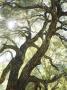 Sunlight Through Live Oak, Cuyamaca Rancho State Park, San Diego, California, Usa by Christopher Talbot Frank Limited Edition Print