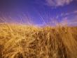 Harvest Barly Field, Colfax, Washington, Usa by Terry Eggers Limited Edition Print