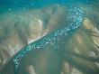 An Aerial View Of A Pod Of Beluga Whales Congregated In An Inlet by Norbert Rosing Limited Edition Print