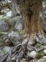 Gnarled Sierra Juniper Tree Grips The Granite Rocks With Its Roots by Stephen Sharnoff Limited Edition Print