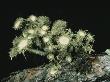 Medicinal Lichen (Usnea Cirrosa) Growing From A Tree Trunk by Sharnoff & Duran Limited Edition Print