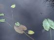 Surface Of A Lily Pond In Alaska With Lily Leaves And A Small Insect by Stephen Sharnoff Limited Edition Print