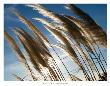 Pampas In The Wind by David Gray Limited Edition Print