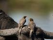 Yellow Billed Oxpeckers Perched On The Head Of An African Buffalo by Beverly Joubert Limited Edition Print