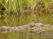 Crocodile, Crocodylus Species, With Dragonfly On It's Head by Beverly Joubert Limited Edition Print