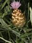 Flower And Bud Of Leuzea Conifera, La Leuze Conif?Â®Re by Stephen Sharnoff Limited Edition Print