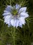 Flower Of Nigella Damascena, La Nigelle De Damas, Or Love-In-A-Mist by Stephen Sharnoff Limited Edition Print