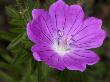 Pink Flower Of Geranium Sanguinium, Or Bloody Cranesbill by Stephen Sharnoff Limited Edition Pricing Art Print