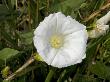 Calystegia Sepium, Larger Bindweed, Hedge Bindweed, Rutland Beauty by Stephen Sharnoff Limited Edition Pricing Art Print