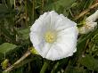 Calystegia Sepium, Larger Bindweed, Hedge Bindweed, Rutland Beauty by Stephen Sharnoff Limited Edition Print