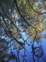 Autumn Trees And Vines Reflected In The Waters Of The Seine River by Stephen Sharnoff Limited Edition Print