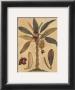 Banana Tree by Rebecca Price Limited Edition Print