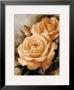 Orange Roses by Igor Levashov Limited Edition Print