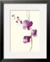 Velvet Orchid by Olivia Wade Limited Edition Pricing Art Print