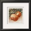 Pommes by Laurence David Limited Edition Print