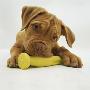 Dogue De Bordeaux Puppy Chewing On Toy, 15 Weeks by Jane Burton Limited Edition Pricing Art Print