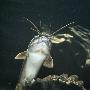 Clarias Catfish Showing Barbels by Jane Burton Limited Edition Print
