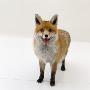 Red Fox Vixen Panting, Uk by Jane Burton Limited Edition Print