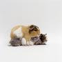 Female Shorthair Cream-Tricolour Guinea Pig Standing Over Her Four One-Week Babies, Uk by Jane Burton Limited Edition Print
