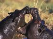 Hippopotamus Play Fighting, Moremi Nr, Botswana by Tony Heald Limited Edition Print