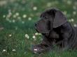 Black Neopolitan Mastiff Puppy Lying In Grass by Adriano Bacchella Limited Edition Print