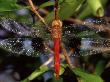Dragonfly In Ankarana Reserve, Madagascar by Pete Oxford Limited Edition Print