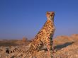 Cheetah, Tsaobis Leopard Park, Namibia by Tony Heald Limited Edition Print
