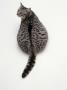 Domestic Cat, Silver Spotted Female, Overweight Viewed From Above by Jane Burton Limited Edition Print