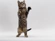 Domestic Cat, Brown Spotted Tabby Standing On Rear Legs by Jane Burton Limited Edition Print