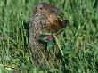 Woodchuck, Feeding, Minnesota, Usa by Lynn M. Stone Limited Edition Print