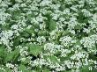 Wild Garlic / Ransoms, Flowers With Solitary Bluebell, Wiltshire, Uk by James Aldred Limited Edition Print