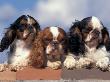 Three King Charles Cavalier Spaniel Adults On Wall by Adriano Bacchella Limited Edition Print