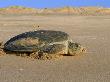Green Turtle Returns To Sea After Laying Eggs, Ras Al Junayz, Oman by Jurgen Freund Limited Edition Print