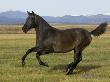 Dark Grey Young Andalusian Stallion Cantering, Colorado, Usa by Carol Walker Limited Edition Print