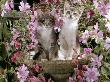 10-Week, Grey Burmese-Cross Kittens, On Birdbath Among Pink Mallow Flowers And Double Clarkia by Jane Burton Limited Edition Print