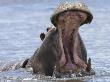 Hippopotamus With Mouth Open, Chobe National Park, Botswana by Tony Heald Limited Edition Print
