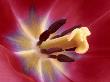 Tulip Flower (Cultivated Variety) Close-Up Of Reproductive Parts Showing Stamens, Style And Stigma by Ingo Arndt Limited Edition Print