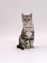 Domestic Cat, Silver Tabby Male Kitten by Jane Burton Limited Edition Print