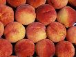Peaches (Prunus Persica) Europe by Reinhard Limited Edition Print
