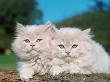 Two Persian Cats, Kittens (Felis Catus) by Reinhard Limited Edition Pricing Art Print