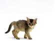 Domestic Cat, 7-Week Usual Abyssinian Kitten by Jane Burton Limited Edition Print