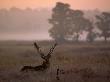Barasingha / Swamp Deer, Male In Rut With Grass On Antler, Kanha National Park, India by Pete Oxford Limited Edition Print