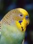 Budgerigar, Male (Melopsittacus Undulatus) by Reinhard Limited Edition Print