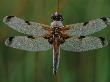 Four-Spotted Libellula Dragonfly, Kalmthoutse Heide, Belgium by Bernard Castelein Limited Edition Print