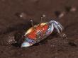 Fiddler Crab, Busuanga Island, Philippines by Jurgen Freund Limited Edition Print