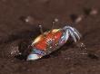 Fiddler Crab, Busuanga Island, Philippines by Jurgen Freund Limited Edition Print