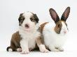 Sable-And-White Border Collie Pup With Fawn Dutch Rabbit by Jane Burton Limited Edition Print